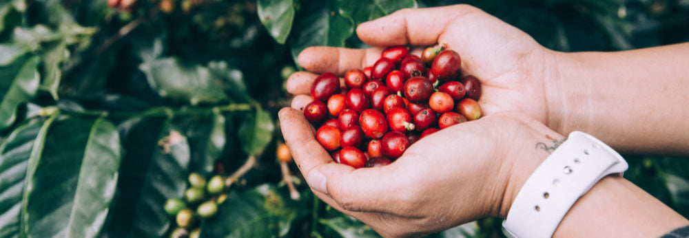 freshly-picked-coffee-beans